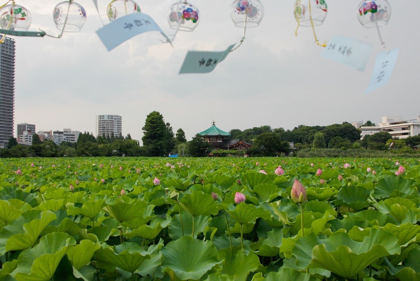 A lotus pond with wind chimes hanging above it at Ueno Park